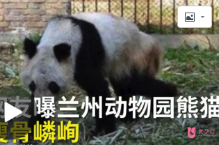 熊貓瘦成皮包骨，繁殖后代也用上了人工授精？