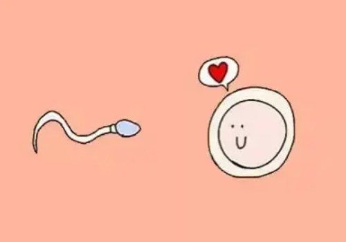 什么是試管嬰兒凍胚移植