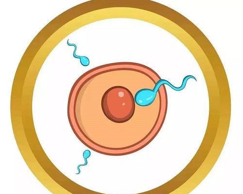 美國試管嬰兒醫(yī)院收費高嗎？